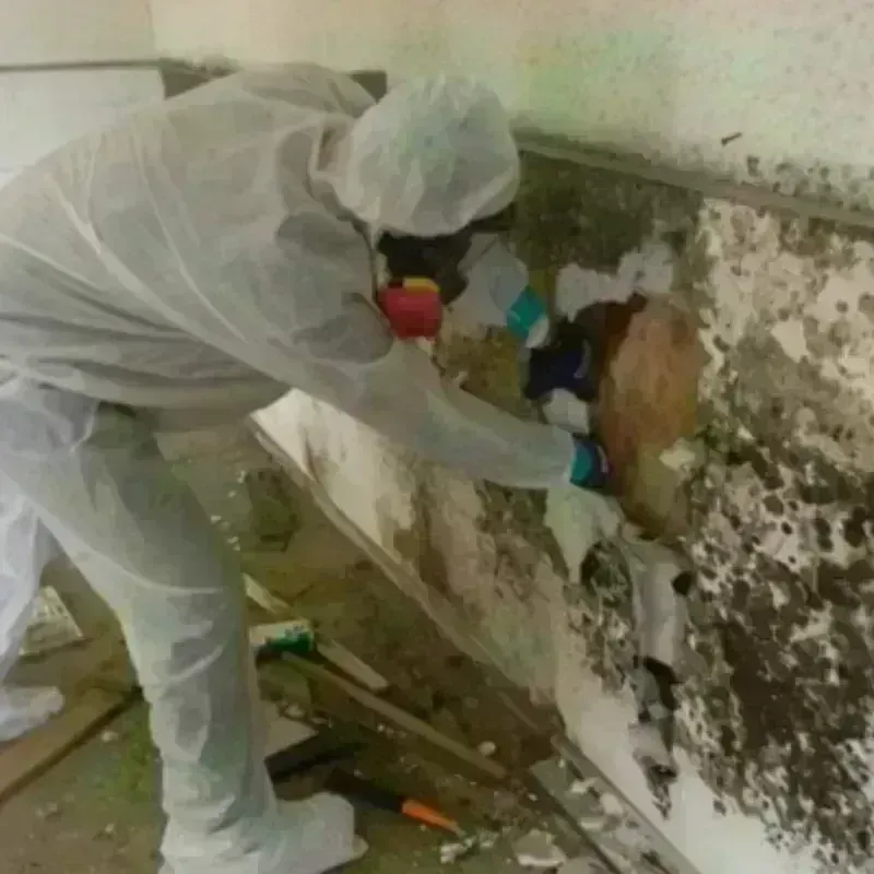 Mold Remediation and Removal in Deming, NM